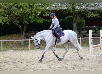 Holstein, Mare, 11 years, Gray