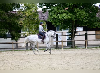 Holstein, Mare, 11 years, Gray