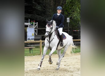Holstein, Mare, 11 years, Gray