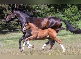 Holstein, Mare, 12 years, 16,1 hh, Bay-Dark