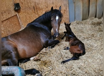 Holstein, Mare, 12 years, 16,1 hh, Bay-Dark