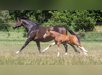 Holstein, Mare, 12 years, 16,1 hh, Bay-Dark