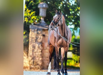 Holstein, Mare, 12 years, 16.1 hh, Bay-Dark