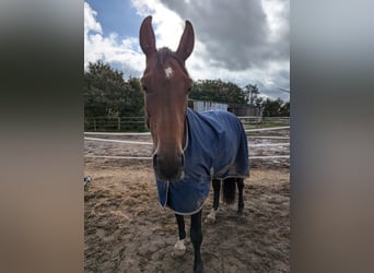 Holstein, Mare, 12 years, 16,1 hh, Brown