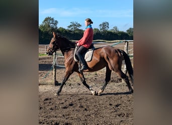 Holstein, Mare, 12 years, 16,1 hh, Brown