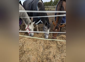 Holstein, Mare, 12 years, 16,1 hh, Brown