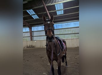 Holstein, Mare, 12 years, 16,1 hh, Brown