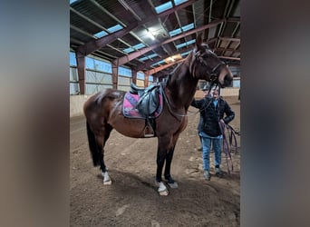 Holstein, Mare, 12 years, 16,1 hh, Brown