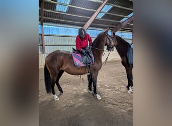 Holstein, Mare, 12 years, 16,1 hh, Brown