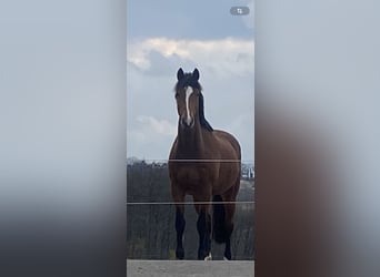 Holstein, Mare, 12 years, 16.1 hh, Brown