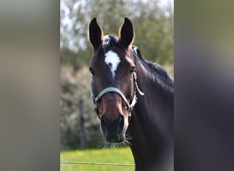 Holstein, Mare, 12 years, 16.1 hh, Brown