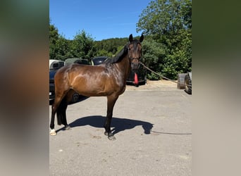 Holstein, Mare, 12 years, 16.1 hh, Brown