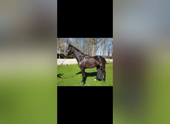 Holstein, Mare, 12 years, 16.1 hh, Smoky-Black