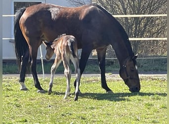 Holstein, Mare, 12 years, 16.2 hh, Brown