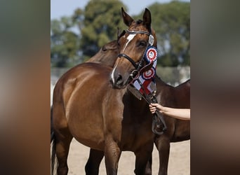 Holstein, Mare, 12 years, 16.2 hh, Brown