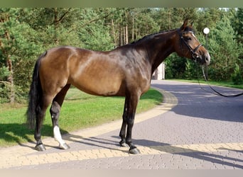 Holstein, Mare, 12 years, 16.2 hh, Brown