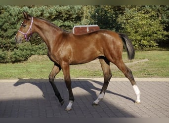 Holstein, Mare, 12 years, 16.2 hh, Brown