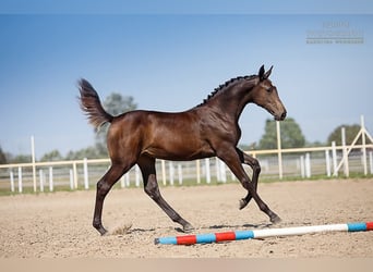 Holstein, Mare, 12 years, 16.2 hh, Brown