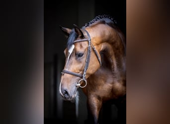 Holstein, Mare, 12 years, 16.2 hh, Brown