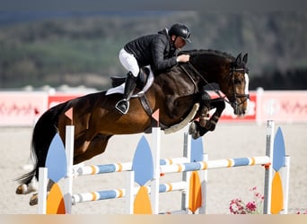 Holstein, Mare, 12 years, 16.2 hh, Brown