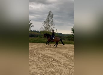 Holstein, Mare, 12 years, 16.3 hh, Brown