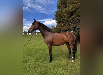 Holstein, Mare, 12 years, 16.3 hh, Brown