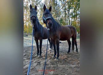 Holstein, Mare, 12 years, 16 hh, Bay-Dark Holstein, Mare, 12 years, 16 hh, Bay-Dark