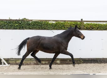 Holstein, Mare, 12 years, 16 hh, Bay-Dark