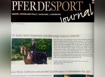 Holstein, Mare, 12 years, 16 hh, Brown