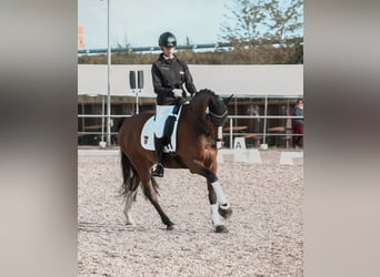 Holstein, Mare, 12 years, 16 hh, Brown