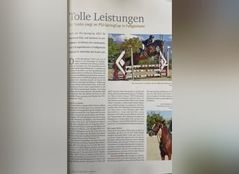 Holstein, Mare, 12 years, 16 hh, Brown