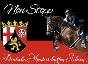 Holstein, Mare, 12 years, 16 hh, Brown