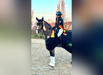 Holstein, Mare, 12 years, 16 hh, Brown