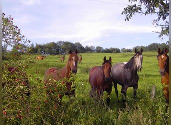 Holstein, Mare, 12 years, 16 hh