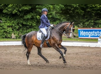 Holstein, Mare, 12 years, 16 hh, Smoky-Black