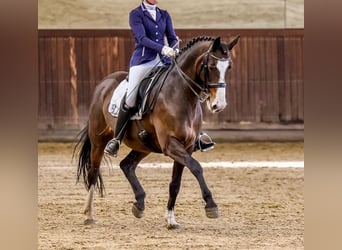 Holstein, Mare, 12 years, 16 hh, Smoky-Black