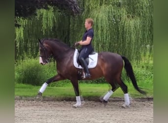 Holstein, Mare, 12 years, 16 hh, Smoky-Black
