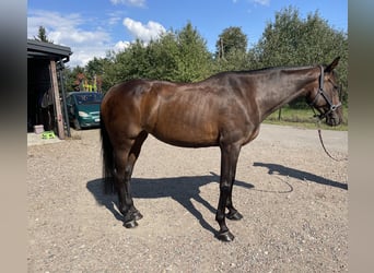 Holstein, Mare, 12 years, 16 hh, Smoky-Black