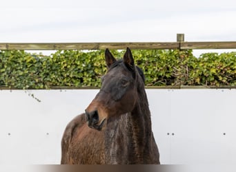 Holstein, Mare, 12 years, 16,2 hh, Bay-Dark