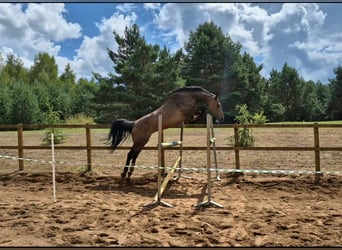 Holstein, Mare, 12 years, 16,2 hh, Brown