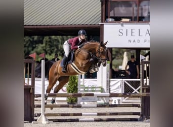 Holstein, Mare, 12 years, 16,2 hh, Brown