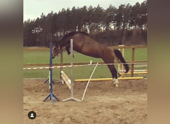 Holstein, Mare, 12 years, 16,2 hh, Brown