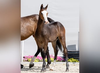 Holstein, Mare, 12 years, 16,2 hh, Brown