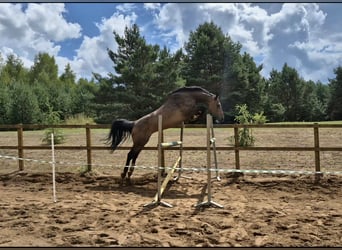Holstein, Mare, 12 years, 16,2 hh, Brown