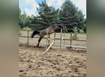 Holstein, Mare, 12 years, 16,2 hh, Brown