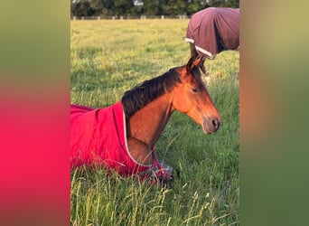 Holstein, Mare, 12 years, 16,3 hh, Brown