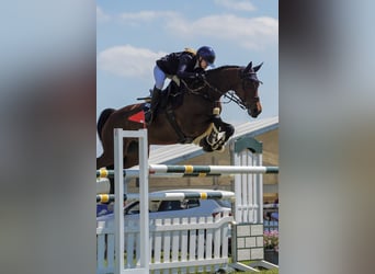 Holstein, Mare, 12 years, 16,3 hh, Brown
