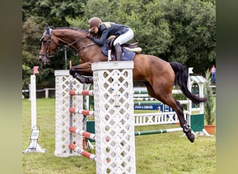 Holstein, Mare, 12 years, 16,3 hh, Brown