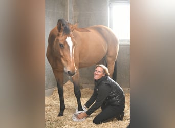 Holstein, Mare, 12 years, 17.1 hh, Brown