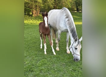 Holstein, Mare, 12 years, 17.1 hh, Grey
